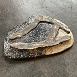 手びねり皿C / バージニア・クリセヴィシュート